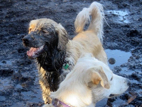 dog plays in mud