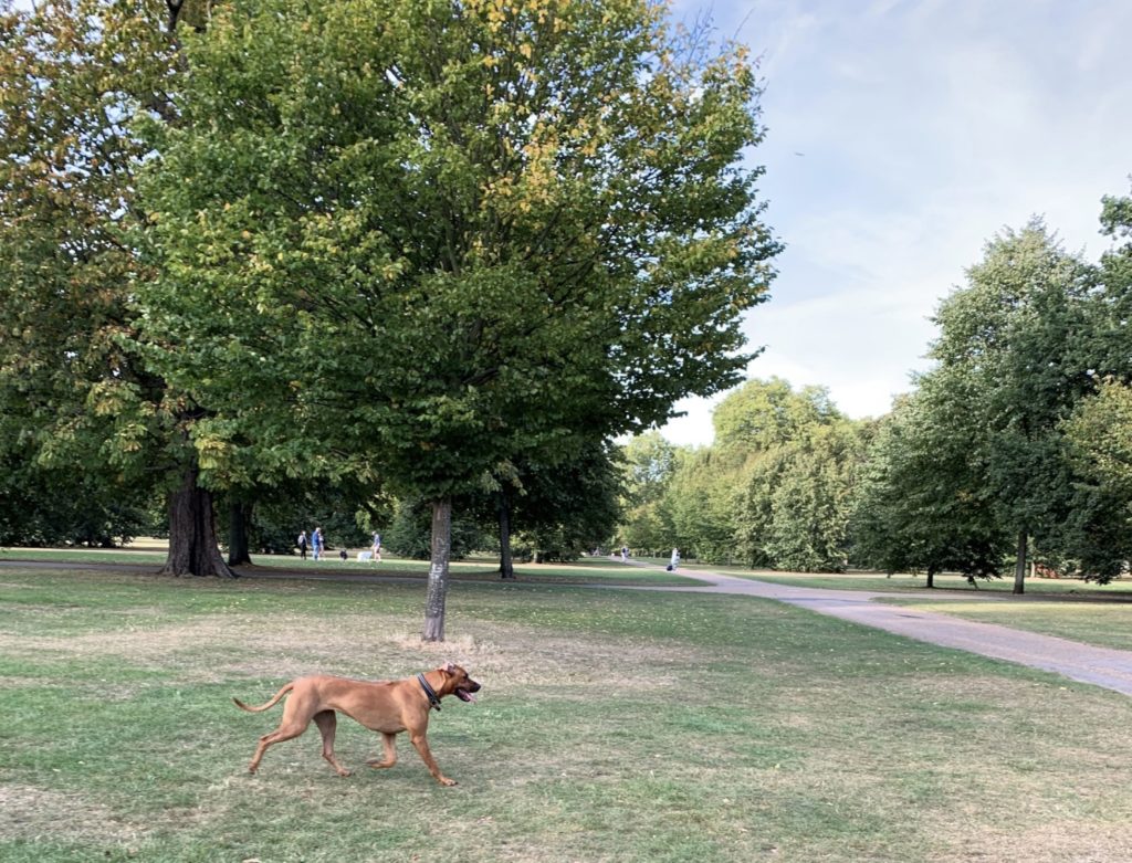 A healthy and happy dog walking in the park